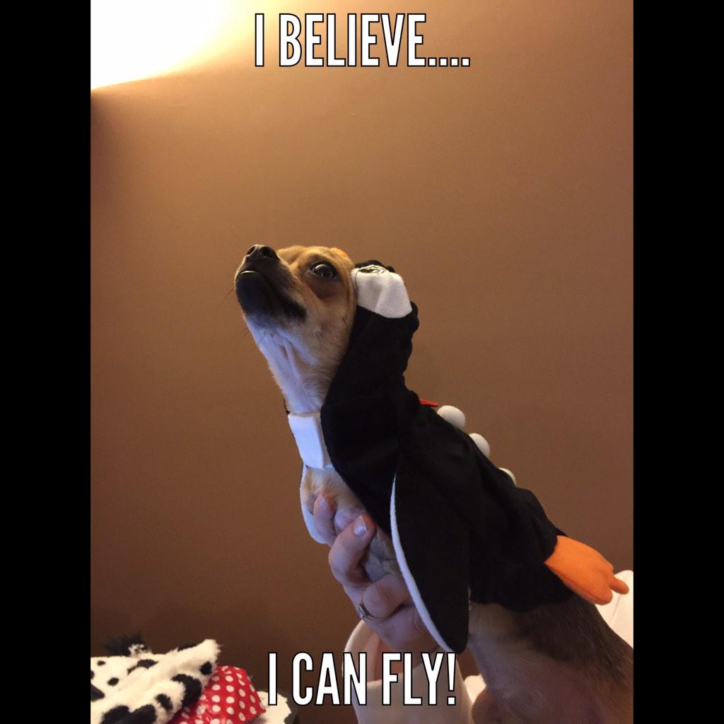 RooTurbo's tweet photo. Penguins can't fly, and neither can I! Therefore I am a penguin #Penguin #TurboRoo #Fly #Suitea ndTie http://t.co/3L12L4t25S