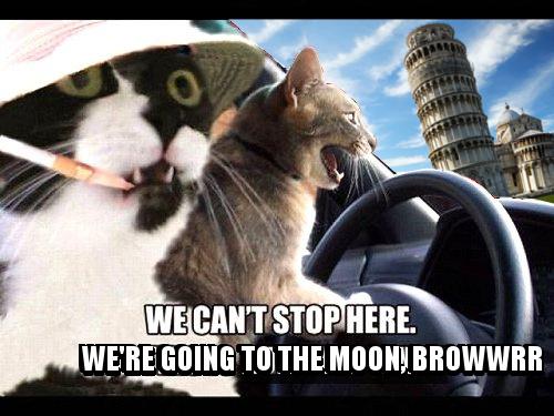 meowcoin's tweet photo. Subscribe &amp; retweet ) P.S. stay meow ^_^ http://t.co/oli4dn58np