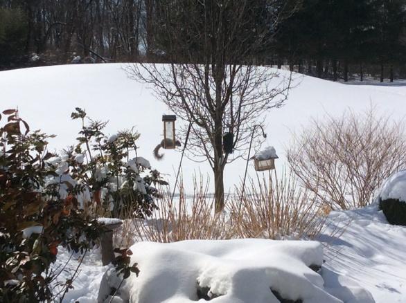 Albeej's tweet photo. Even the Squirrel's have had it.

Can't wait for the Spring! http://t.co/sOapIrDXLJ
