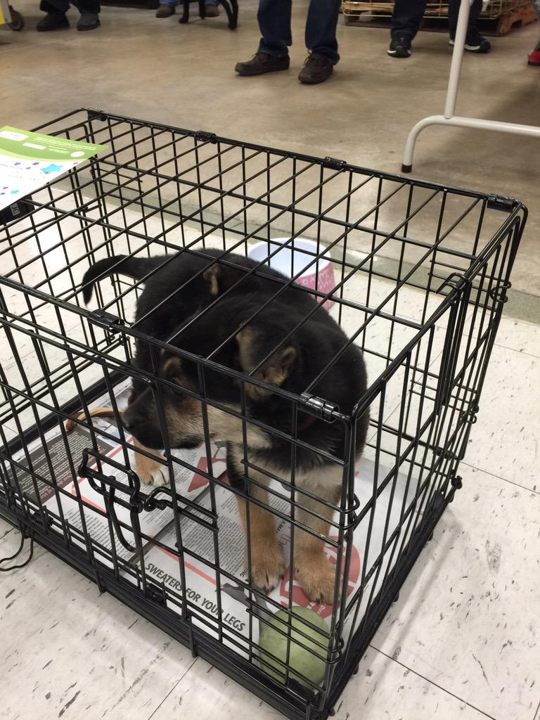 DbnPetSmart's tweet photo. Stop by our adoption event! 11a-3pm today @mhumane @LenardNancy @PetSmartChariTs http://t.co/ZhTUKGlpGq