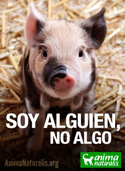AnimaNaturalis's tweet photo. "Es realmente necesario comprender que los #animales son alguien, no algo". #DerechosAnimales @HazteVeg http://t.co/Dcexf3bZT8