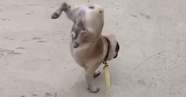 someecards's tweet image. This extremely talented little pug can pee while doing a handstand. some.ly/BNpstKa