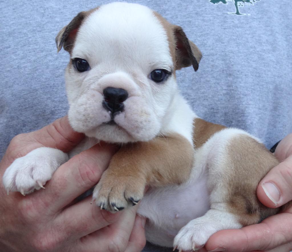 OnlyBuddhaDog's tweet photo. Buddha the Bulldog. #bulldog #buddha #dogslife #DogsofTwitter #dogs http://t.co/846T1YQjqh