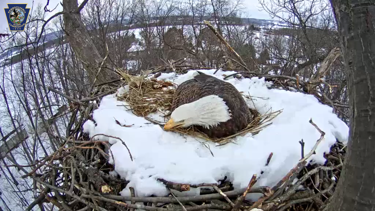 epattonLNP's tweet photo. If there's nothing else to do, catch up with some housework #eaglecam http://t.co/qiLpu0xQmh