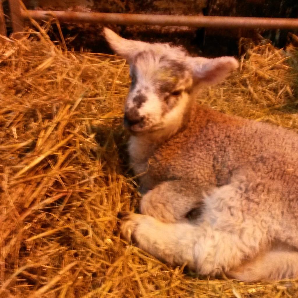 UnemployedFarm's tweet image. Back to the lambing shed in a few hours for another round of night lambing