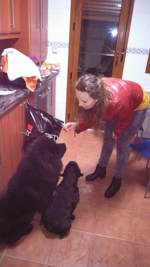 Mery_028's tweet photo. Ole mi @Sofi_Stitch  adiestrando a mis perros. No tienes precio como adiestradora canina. 😘🐶 #amigascomotupocas http://t.co/dFGX7nWxfh