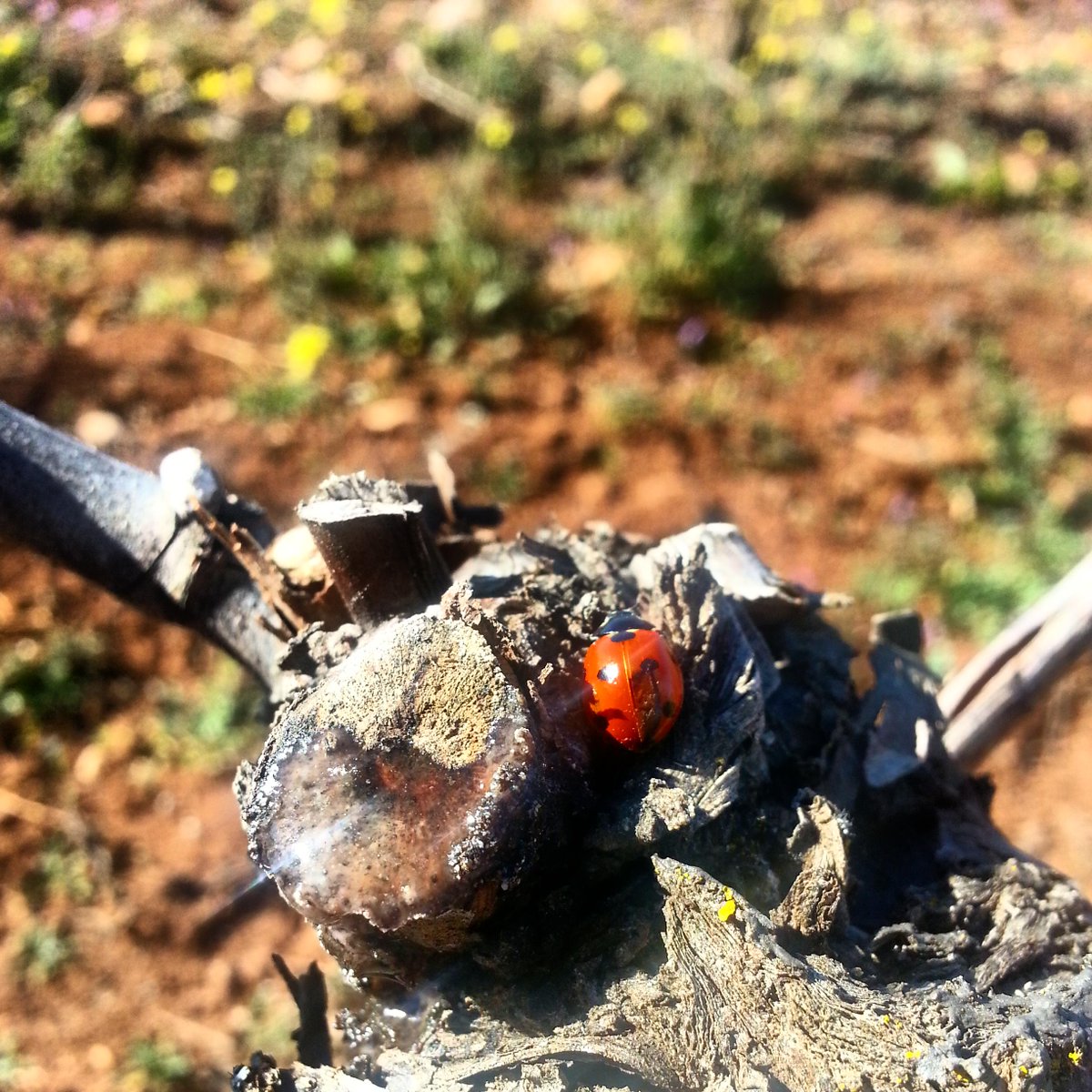 Ese preciso instante...mis sábados al sol del invierno andaluz. #lloro #pinotnoir #vinosdemontaña #Ronda #lovemyjob