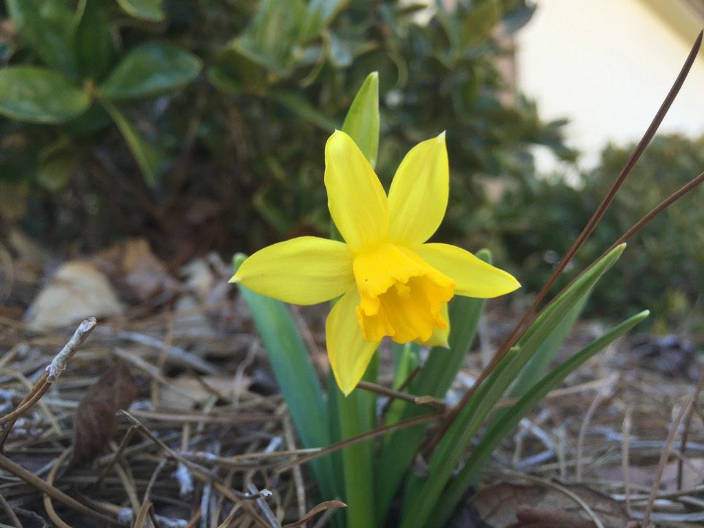 da12vid's tweet image. It was 70 on Wednesday, snowed (and melted) on Friday and now it's beautiful.
#CNNSpring