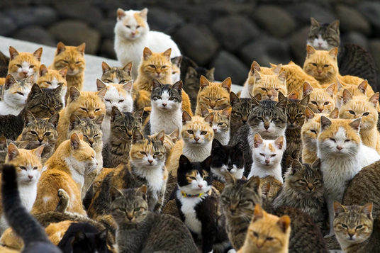 washingtonpost's tweet photo. There is a small, remote island in southern Japan where cats outnumber humans six to one. http://t.co/RsdbYUFM0b http://t.co/lSauk1LeP6