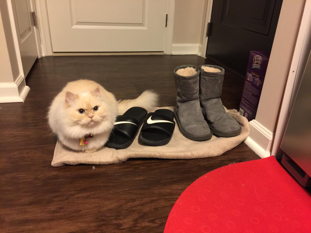 RealDoctorCool's tweet image. "@LuvKittensDaily: Some pets chew on shoes. Ours wants to be one. http://t.co/HZ1ODuk8Gp" you raise cats for shoes? MURDERER!