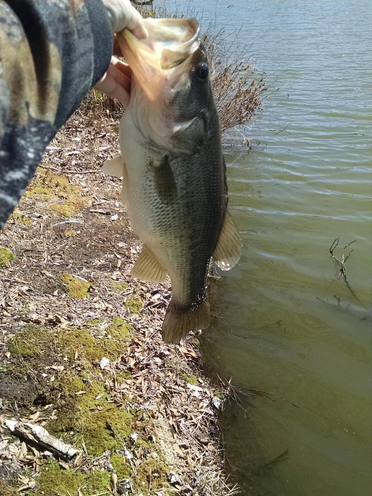 a2parke's tweet photo. Biggest of 5 at 3 lbs 13 oz http://t.co/JEazafkKlv