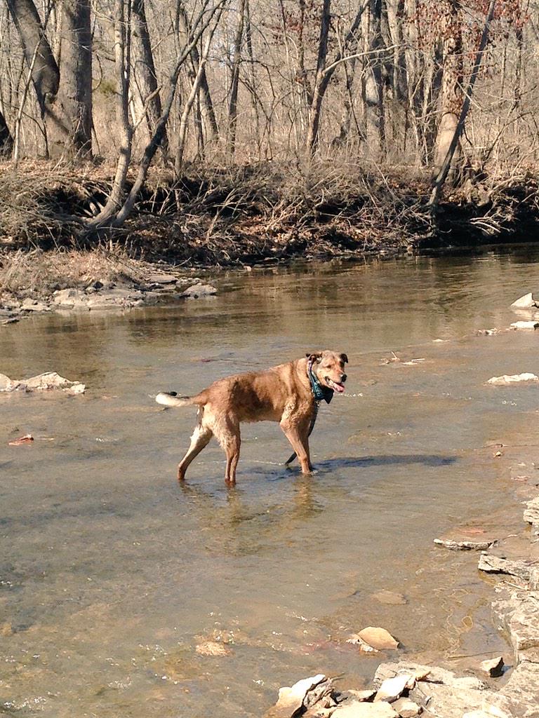 dogsofkc's tweet image. "If she gets really hot, she'll just lay down in the water."