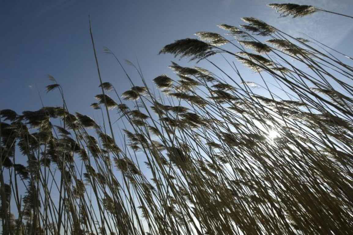 TheNakedMitten's tweet photo. #Michigan gets $2.5M in federal grants to combat #InvasiveSpecies @garretellison #Phragmites http://t.co/CwL8KLnXq3 http://t.co/BcjHsRvukW