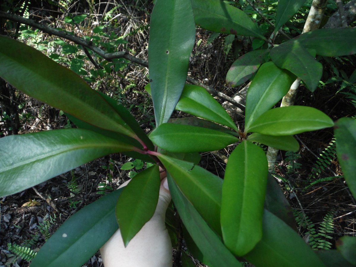 ScienceOwlGator's tweet photo. Ecological Restoration this morning.  Pulled Invasive Shoebutton Ardesia- very similar to Native Marlberry. http://t.co/PiL46eRCgb
