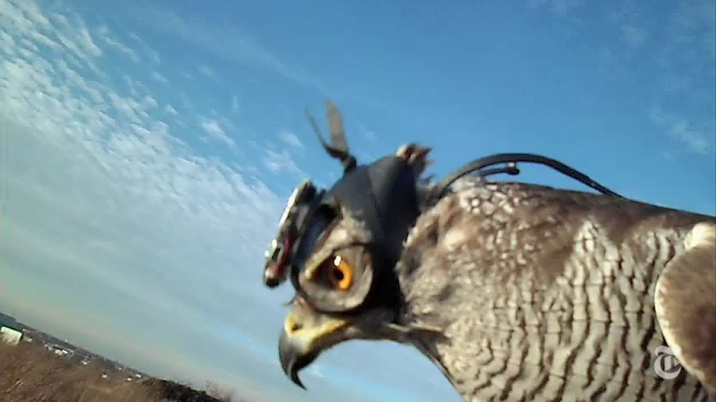 DeidreZune's tweet photo. How a hawk hunts http://t.co/26GMD7zTXM  http://t.co/AyPMMSe7ua