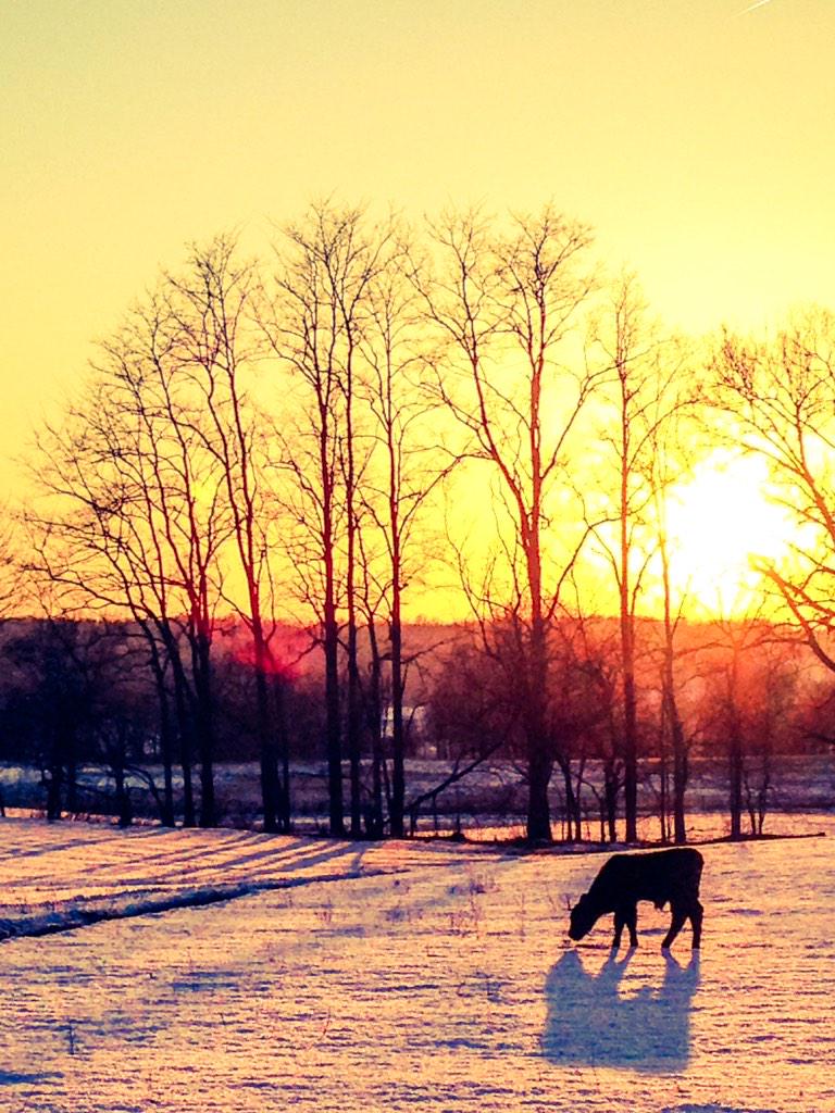 AngusAssoc's tweet photo. Hooray. Great photo! RT @JeansBoots_Blog: The end of #Winter14 is near  @CodySankey #IAmAngus #agchat #ranchlife http://t.co/tyAInggv7i