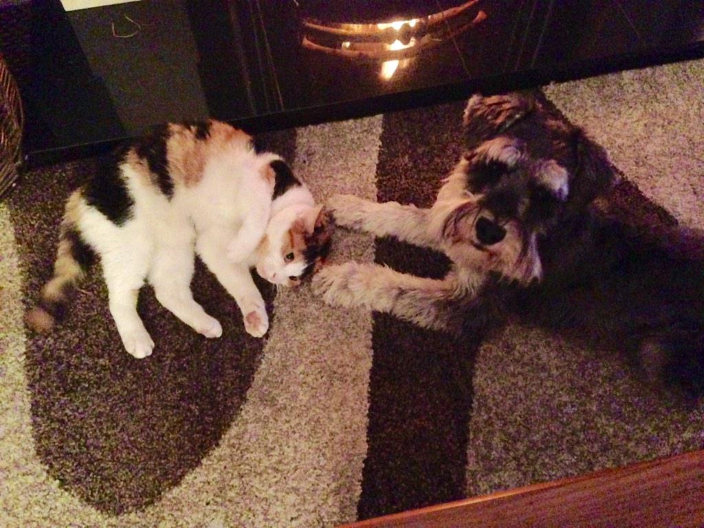 Truth is, forgiving his dog breath, I LOVE HIM! Sshhh don't tell #miaow #cats #schnauzer
