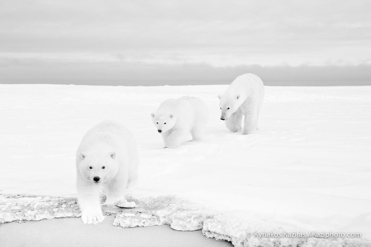 самый темный негр. черный лебедь фото. овцы эстетика. белый котенок. Rosie crawford альбинос.