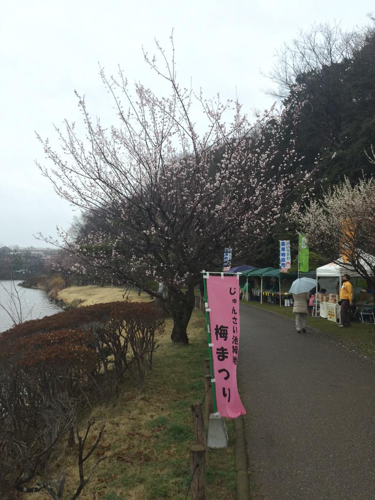 市川市 じゅん菜池緑地公園梅まつり 関連ツイート 15 3 Togetter