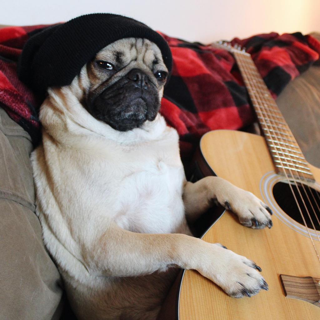 pug guitar when animals make pug guitar when animals make