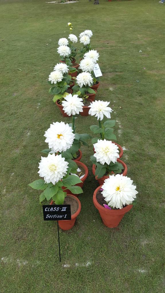 cablewala's tweet photo. Flowers show..  @Kablewala http://t.co/cT8suxcngy