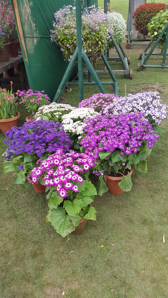 cablewala's tweet photo. Flowers show at Nehru Park.. @Kablewala http://t.co/HS5jYTjnDY