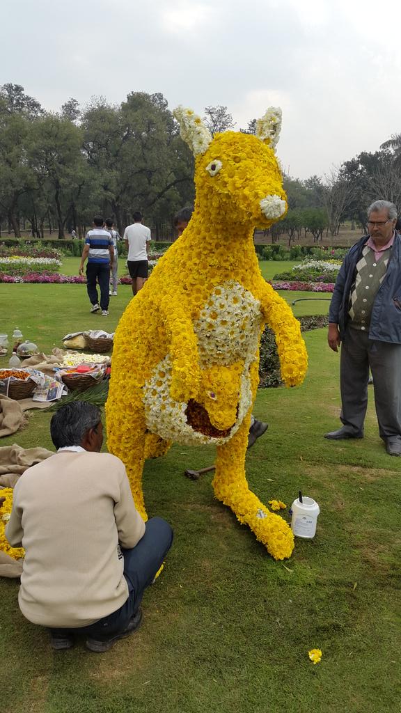 cablewala's tweet photo. Flowers show..  @Kablewala http://t.co/cT8suxcngy