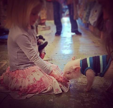 SkylynnTH_'s tweet photo. โตไวไวนะพี่หมูน้อย รู้มั้ยว่าหมูกำลังขาดตลาด http://t.co/xnizYk0iZq