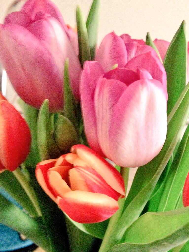 AmySheard's tweet photo. Can't wait for spring to come!  #springforward #flowers #bringonspring http://t.co/mX5nQzmm5r