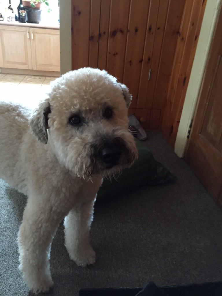 a_csordas's tweet photo. I'm in love with a boy.. He has four legs and is covered in fur.#angus #almostmydoggy #foreverlovers 🐾👌😘💋 http://t.co/p5v7mQUJlm