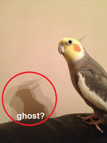 BirdsThoCo tweet picture