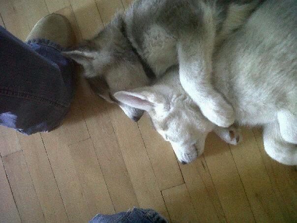 Help Find Blu & Zac tweet media