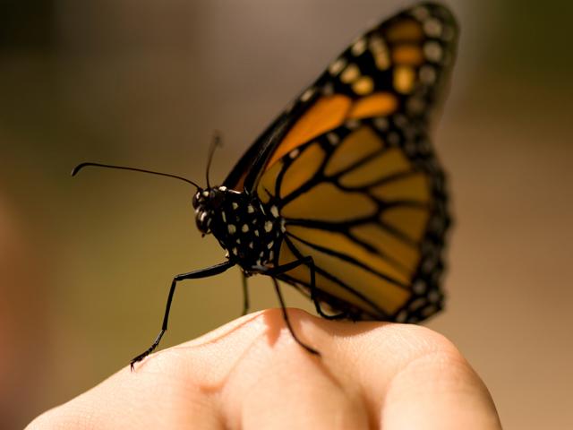 бабочка с большим телом. красивые большие бабочки. бабочка в полете. к чему снятся бабочки женщине много. приснилась красивая бабочка.