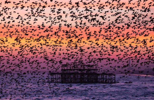 PeachTreePig's tweet photo. "@gmarlowe: Superb photo of last night's murmuration at the West Pier by @MaxLangran #Brighton http://t.co/Mkq3NRLsig" Love this :-)