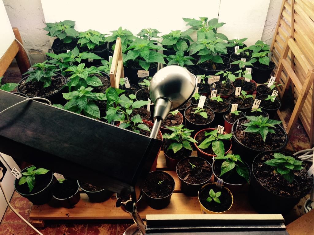 54 chilisar blev det i år, 25 olika sorter. #chili #chiliodling