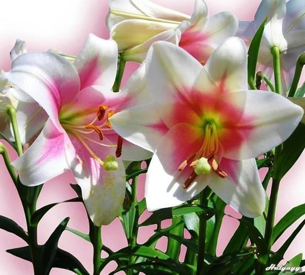rysj108's tweet photo. @JannaSuhareva @JoanSva @Evgen_Osin @AutoV4 @Oleg_yak @D_OVS @OlegSh_ak @va_s_ev @MarkPyatov @v_cowboys СЧАСТЬЯ,ЛЮБВИ http://t.co/u2YYt3RATx