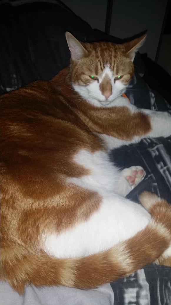 cath184's tweet photo. Lazy sunday morning #fatcat #ginger http://t.co/ineUcVyIXR
