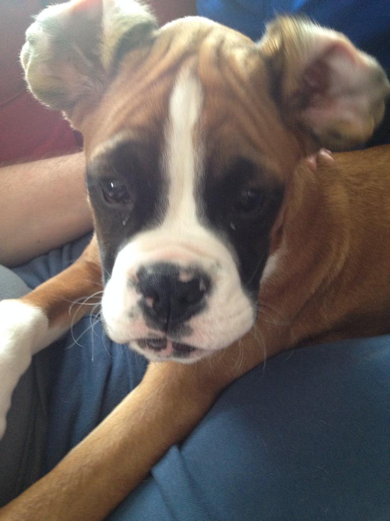SachaMcneill's tweet photo. My mum says in naughty what do u think #naughtyboxer @BoxerDogUnion @OwnedByaBoxer http://t.co/u9VKN7Wx6f