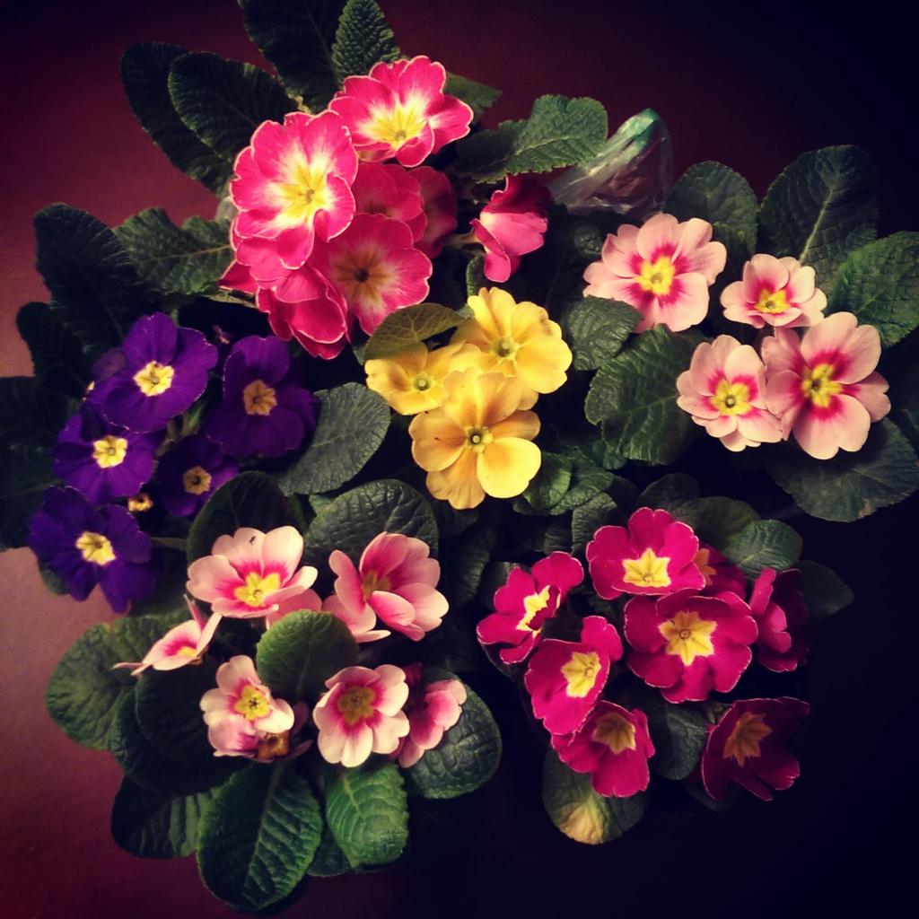 neverletmegold's tweet image. Drage dame, srećan vam #Osmimart! 🌼🌸🌺 #InternationalWomensDay