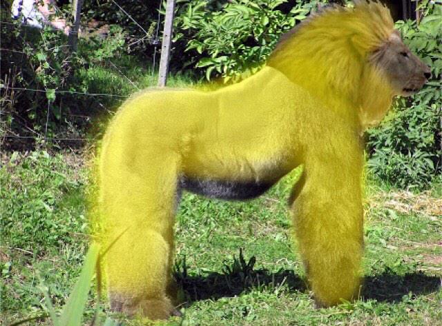 金獅子 Twitterissa ライオン ゴリラ 金髪 ラージャン Http T Co Lqlbtwgzqn