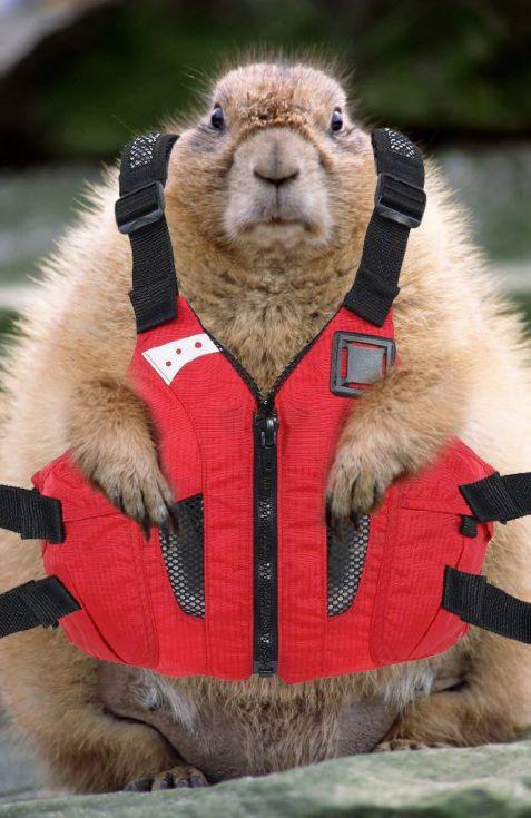 BoatingCampaign's tweet image. MT @CGAuxRiggan: National Safe Boating Week begins with Wear Your Life Jacket to Work Day May 15th Friday - #wearit!