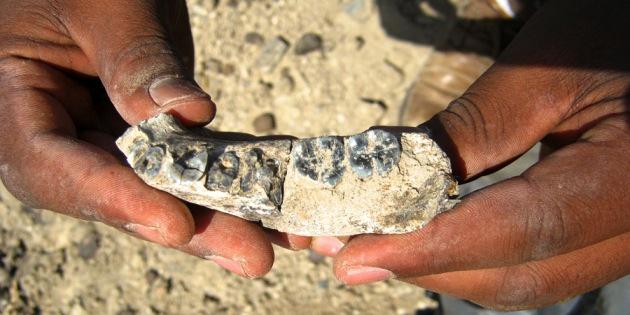 Nature's tweet photo. 2.8 million-year-old-jawbone may mark dawn of humankind (pushing back Homo genus 500,000 yrs) http://t.co/QMozI3yW5U http://t.co/g5BwkQErkf