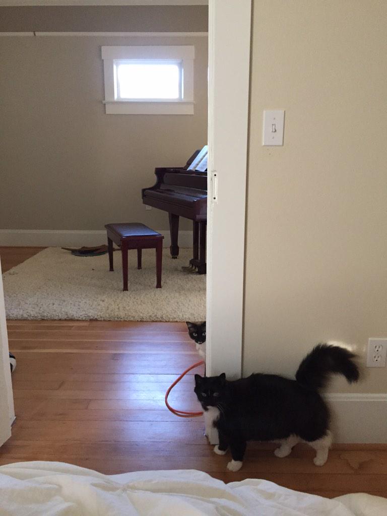 PDXPetDesign's tweet photo. #parallelcats #goodmorning #needmorefood #pleasefeedus #CatsAreWild http://t.co/xqaRbds0iq