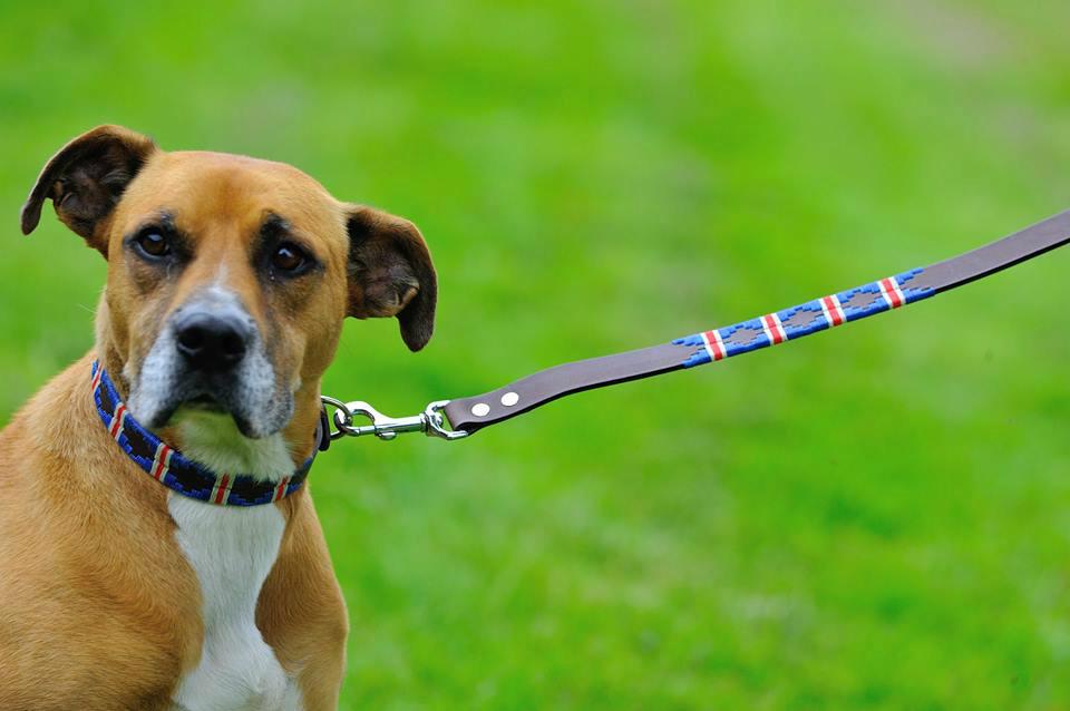 Your dog deserves to step out in style! #pionerosstyle #Crufts2015 pioneros.co.uk/dog-collars-an…