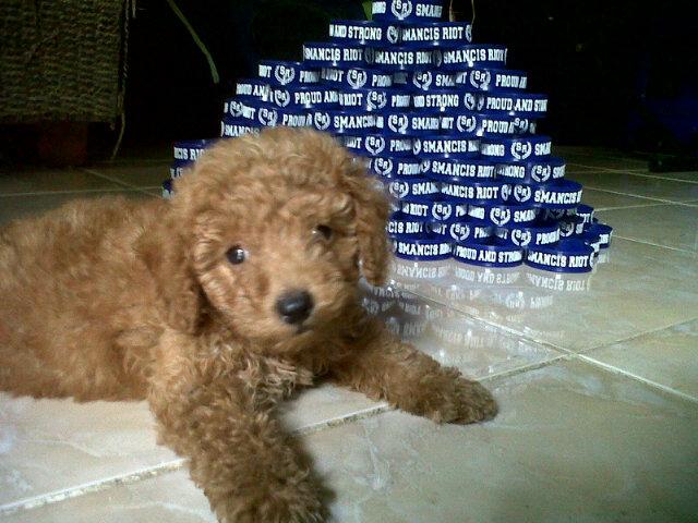 Yg belom punya gelangnya yu dibeli☺