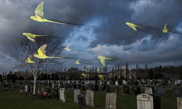 guardian's tweet photo. Urban wildlife: when animals go wild in the city http://t.co/G3kpXeWqdN http://t.co/Q4XliAMJwD