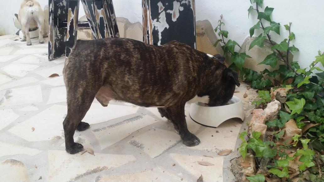GertjanHolleman's tweet photo. De 15 Naturis gestoomd vlees-vis worsten van @BigDogCompany zijn gelukkig gearriveerd op #ibiza @bigmove2spain http://t.co/dRz0sG5gjA
