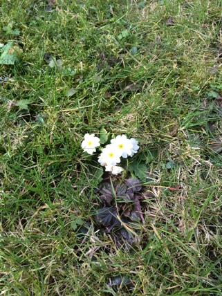 CreatorTools's tweet image. Spring is coming