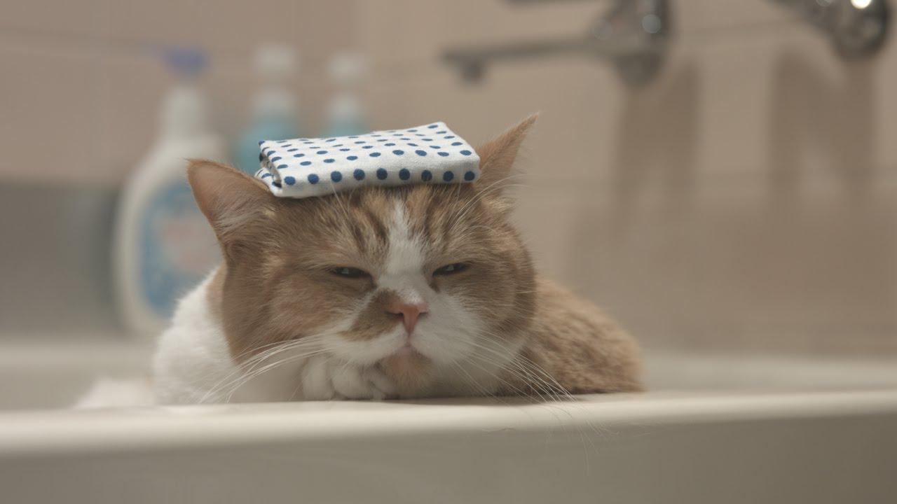 ねこ さてと そろそろお風呂入って寝るとしますかにゃ おやすみにゃさい 猫 猫部 ふてネコ 春馬くん Cm Cm猫 Yモバイル ねこ ネコ にゃんこ ぬこ Cat Goodnight Http T Co Xpsklno9as Twitter