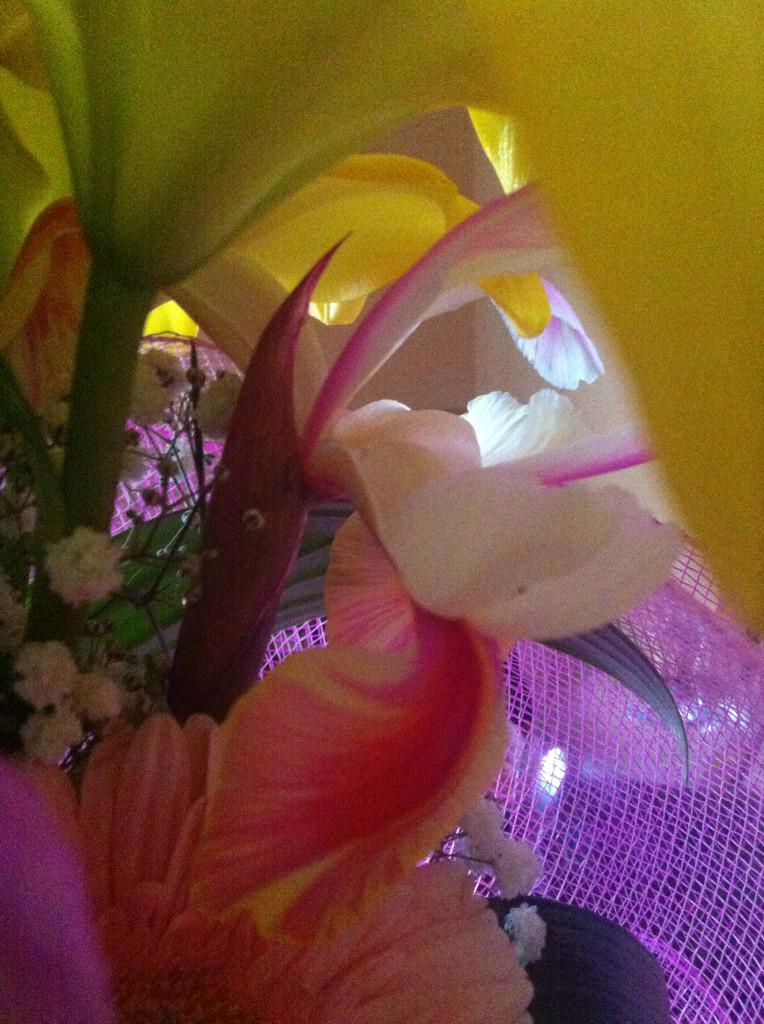 SarahTourtels's tweet photo. Dedico questo #8marzo alle donne dell'ISIS. Un esempio dello scempio sulle #donne http://t.co/bfiLX4XeOI